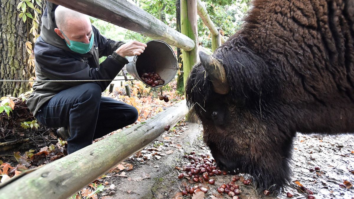 V zoo zastřelili bizona, případ řeší policie. „Byl nemocný,“ brání se vedení